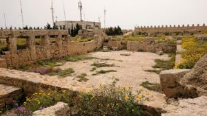 チュニジア：ケリビアの城塞跡内で咲き誇るのは？4