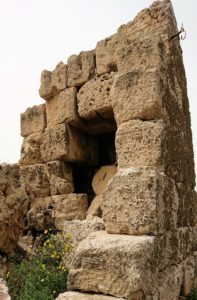 チュニジア：ケリビアの城塞跡内で咲き誇るのは？5