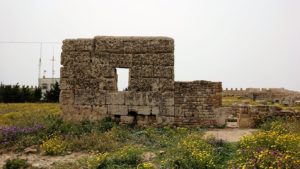 チュニジア：ケリビアの城塞跡内で咲き誇るのは？6