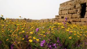 チュニジア：ケリビアの城塞跡内で咲き誇るのは？8