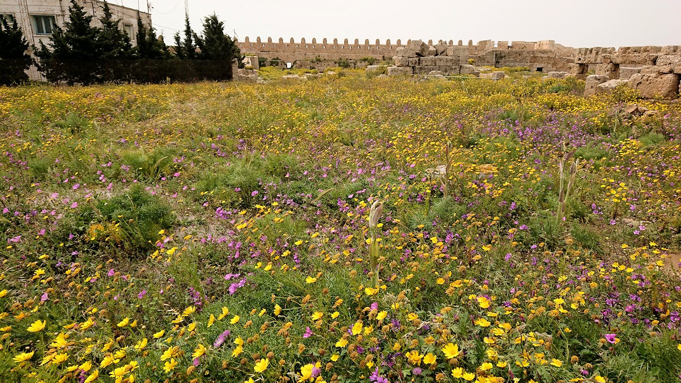 チュニジア：ケリビアの城塞跡内で咲き誇るのは？9