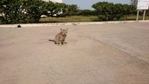 チュニジア：ボン岬のケルクアン遺跡に入場7