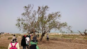 チュニジア：のケルクアン遺跡の散策はまだまだ続く5