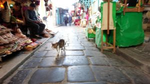 チュニジア：チュニスのメディナ自由時間に散策した景色5