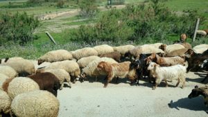 チュニジア：チュニスからイシュケウル国立公園の近くに来る8