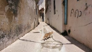 チュニジア：ビゼルトの街を歩いていく8