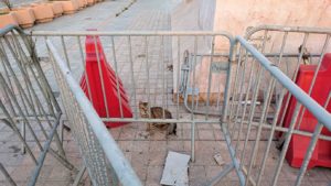 チュニジア：チュニスの朝を散歩4