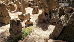 チュニジア：カルタゴ遺跡のトフェ(タニト神の聖域)に向かう5