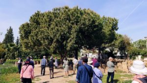 チュニジア：カルタゴ遺跡のトフェ(タニト神の聖域)を散策3