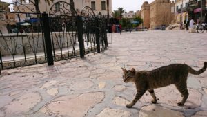 チュニジアのスースの街の旧市街を歩いていきます6