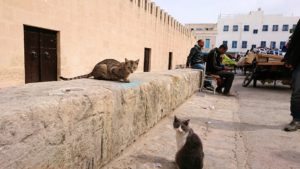 チュニジアのスースの街の旧市街を歩いて一周します2