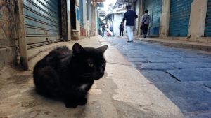 チュニジア：チュニスのメディナのメイン通りを進む9