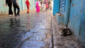 チュニジア：チュニスのメディナのメイン通りを進みながら写真を撮る8