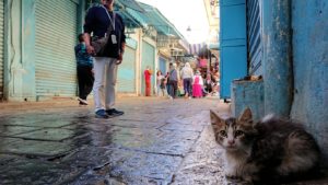 チュニジア：チュニスのメディナのメイン通りを進みながら写真を撮る9
