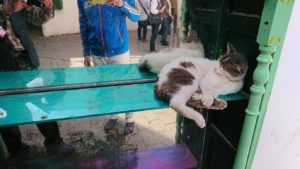 チュニジア：チュニスのメディナのメイン通りを進みながらグランドモスク近くの猫ちゃん1