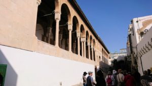 チュニジア：チュニスのメディナのメイン通りを進みながらグランドモスク近くの猫ちゃん6