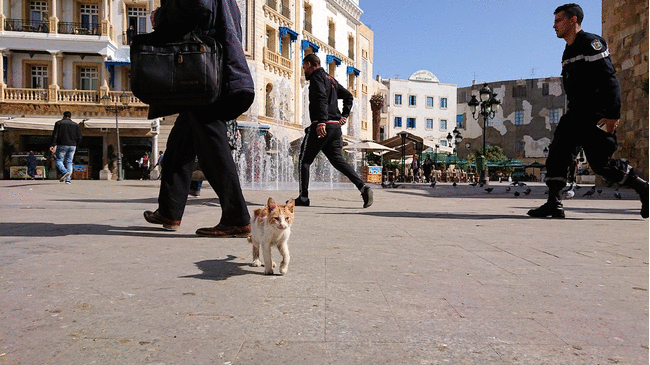 チュニジア：チュニスのメディナの猫ちゃんは・・5