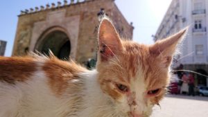 チュニジア：チュニスのメディナの猫ちゃんは・・7