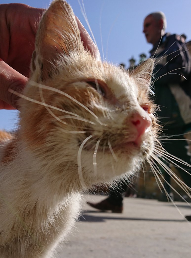 チュニジア：チュニスのメディナの猫ちゃんは・・8