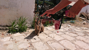チュニジア：ビゼルトの街で見かけた猫6