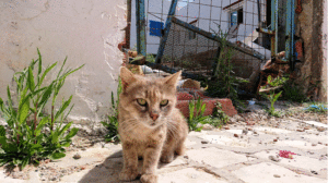 チュニジア：ビゼルトの街で見かけた猫7