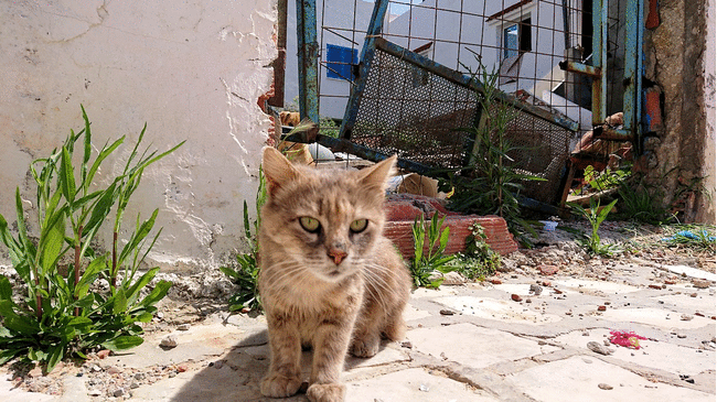 チュニジア：ビゼルトの街で見かけた猫7
