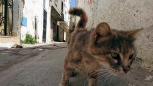 チュニジア：ビゼルトの街で見かけた猫9