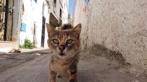 チュニジア：ビゼルトの街で見かけた猫と遊ぶ