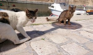 チュニジア：ビゼルトの街で見かけた猫と遊ぶ6