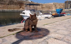チュニジア：ビゼルトの街で見かけた猫と遊ぶ7