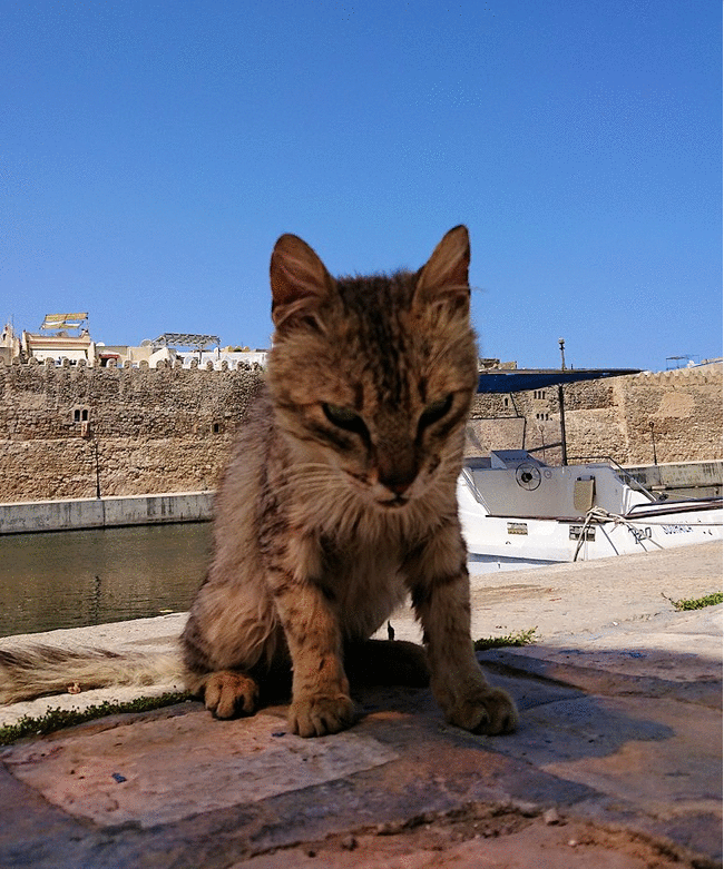 チュニジア：ビゼルトの街で見かけた猫と遊ぶ8