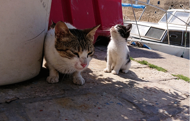 チュニジア：ビゼルトの街で見かけた猫と遊ぶ9