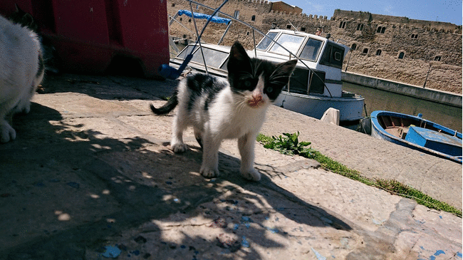 チュニジア：ビゼルトの街の猫とたわむれる