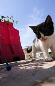 チュニジア：ビゼルトの街の猫とたわむれる1