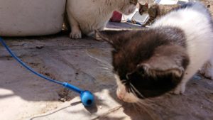 チュニジア：ビゼルトの街の猫とたわむれる2