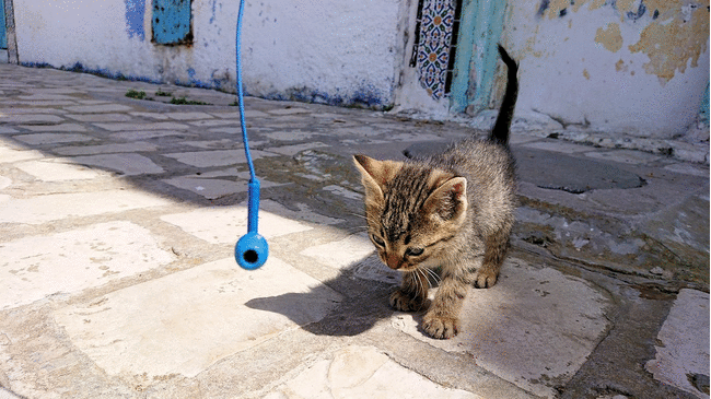 チュニジア：ビゼルトの街の猫とたわむれる5