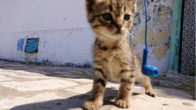 チュニジア：ビゼルトの街の猫とたわむれる6