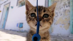 チュニジア：ビゼルトの街の猫とたわむれる7