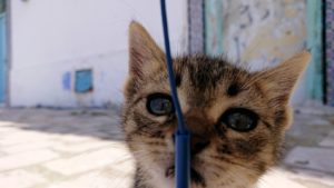 チュニジア：ビゼルトの街の猫とたわむれる8