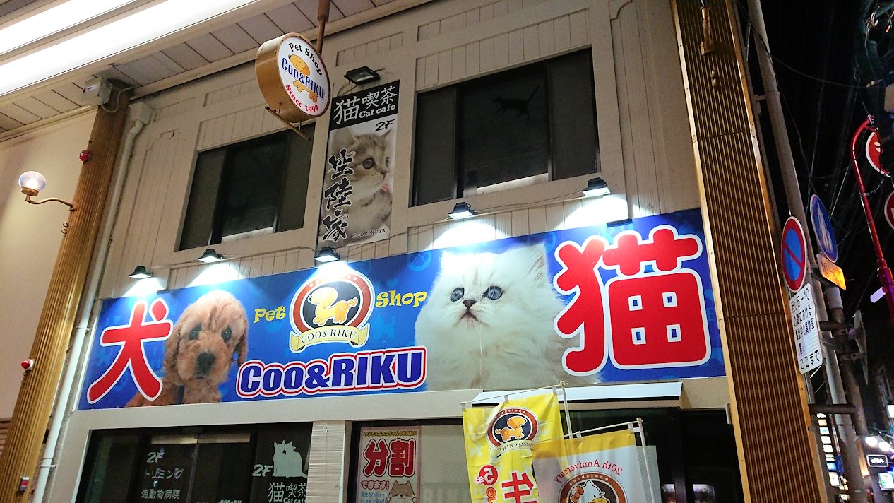 長崎唯一の猫カフェ 空陸家 とチョコ屋 加加阿伝来所 を訪れる 長崎旅行記12