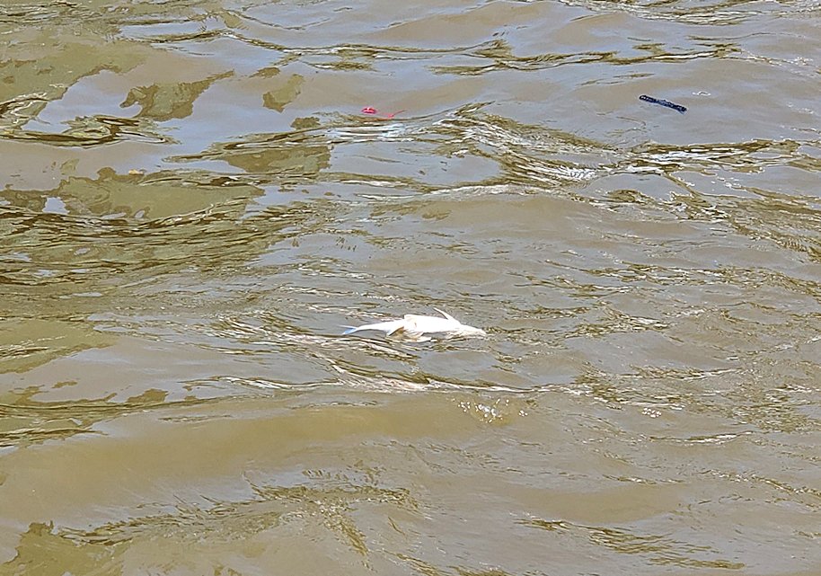 バンコク市内を流れるチャオプラヤー川に浮かぶ死んだ魚