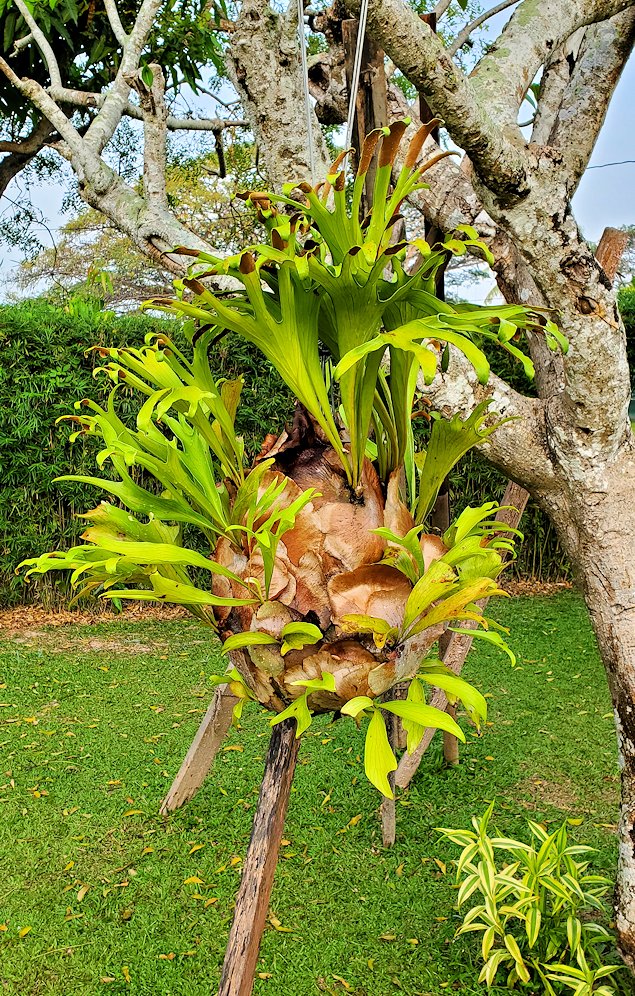 スリランカのネゴンボにある「ラマダ・カトゥナヤカ・ホテル」内のプール脇に生えていた植物