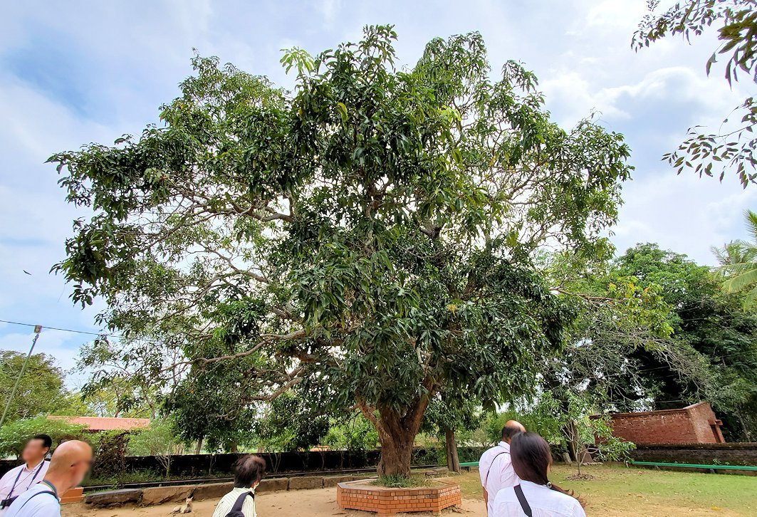 アヌラーダプラのイスルムニヤ精舎周辺に植えられている菩提樹