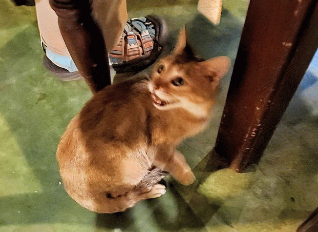 「カサッパ ライオンズ ロック」ホテルの夕食会場で足元にやって来た猫ちゃん-2