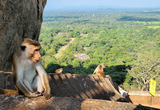 シギリヤロックの上にある「ライオンの入口」から登って行く人達を眺めるお猿さん-2