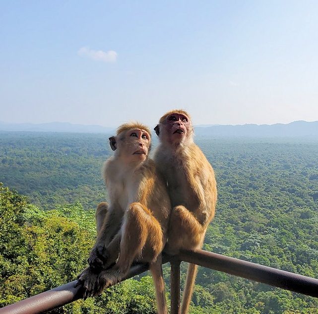 シギリヤロックの頂上へと繋がる階段を登る人達を眺めるお猿さん