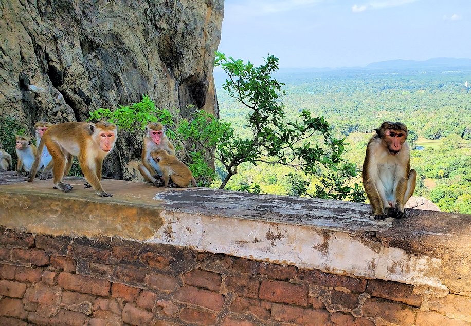 シギリヤロック頂上から戻ってきたライオンの入口周辺にいたお猿さん達