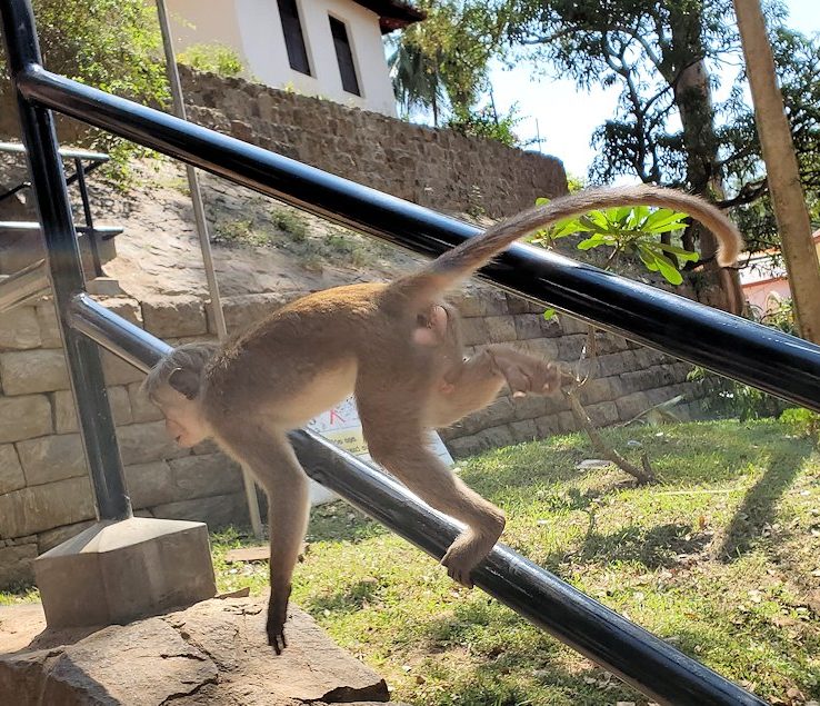 ダンブッラ寺院の駐車場から階段にいたお猿さん