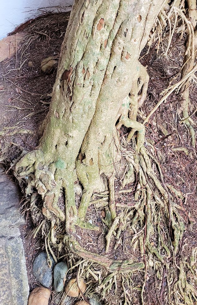 ジェフリー・バワの自宅跡に生えている木の根っこ