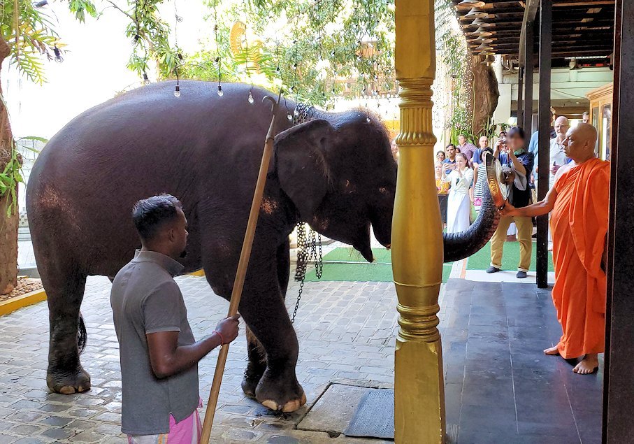ガンガラーマ寺院で坊さんがゾウに餌をあげるシーン